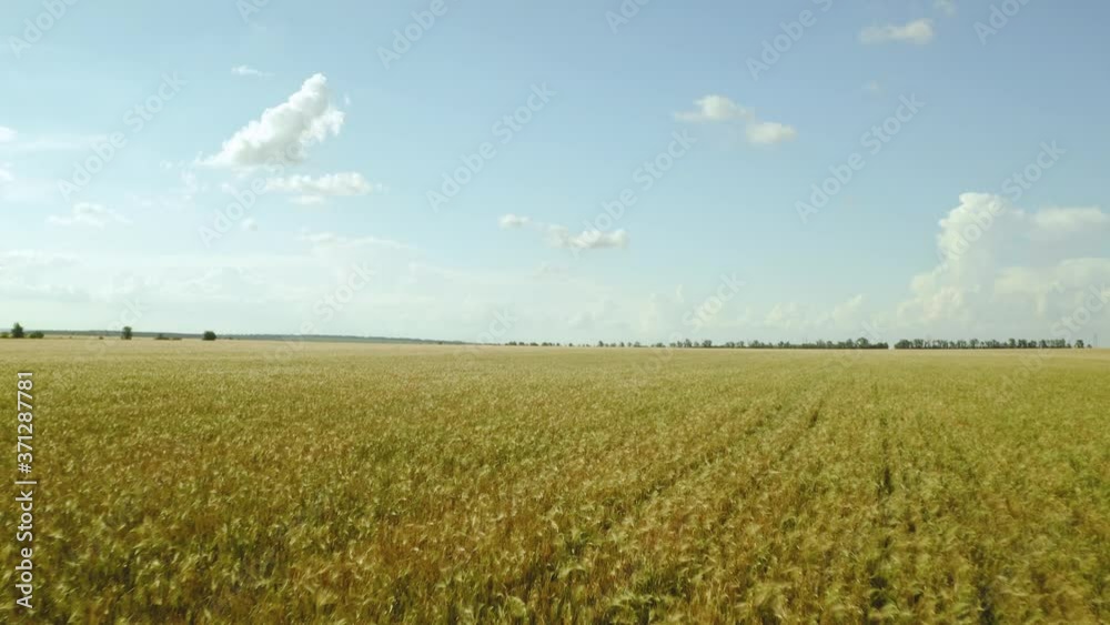 Flying and rising above wheat field on sunny day. Drone moving forward Flying and rising above wheat field on sunny day. Drone moving forward