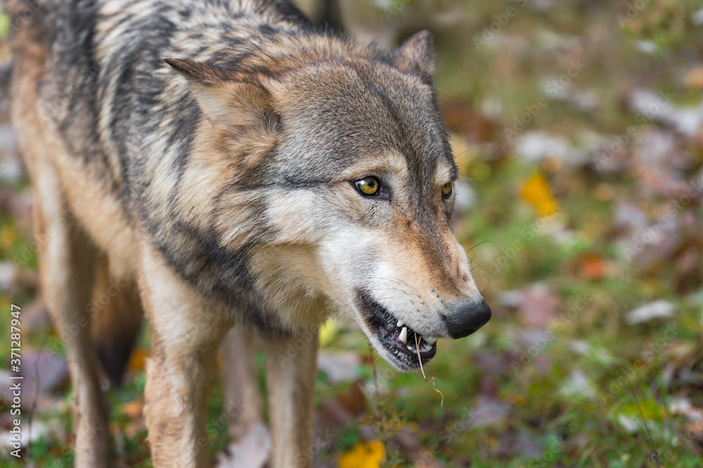 Grey Wolf (Canis lupus) Chews on Mouthful Autumn Grey Wolf (Canis lupus) Chews on Mouthful Autumn