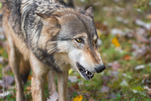 Grey Wolf  Canis lupus  Chews on Mouthful Autumn