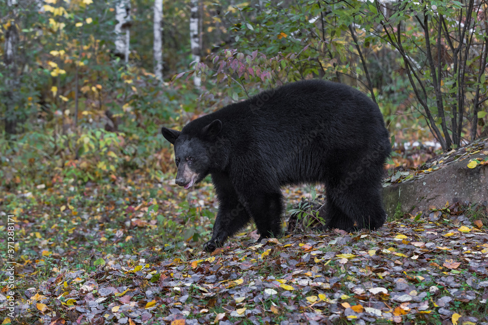 Black Bear (Ursus americanus) Walks Left Through Leaf Clutter Autumn Black Bear (Ursus americanus) Walks Left Through Leaf Clutter Autumn
