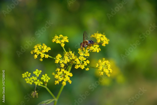 Hoverflies, also called flower flies or syrphid flies, make up the insect family Syrphidae.