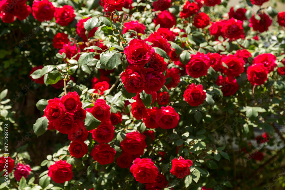 Red roses. Beautiful shrub rose in the garden. Selective focus