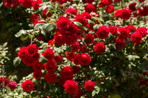 Red roses. Beautiful shrub rose in the garden. Selective focus