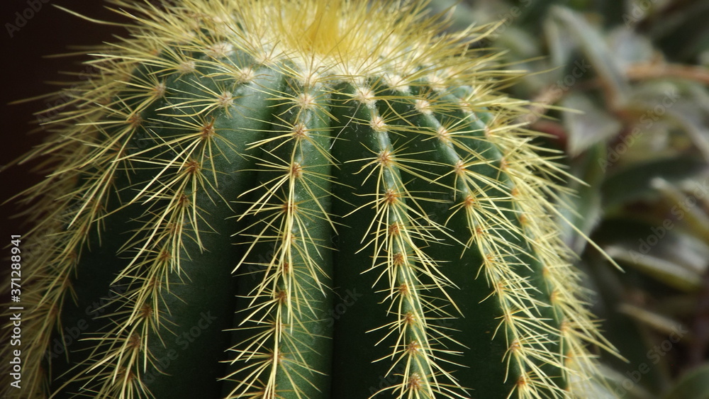Cactus Macro Cactus Macro