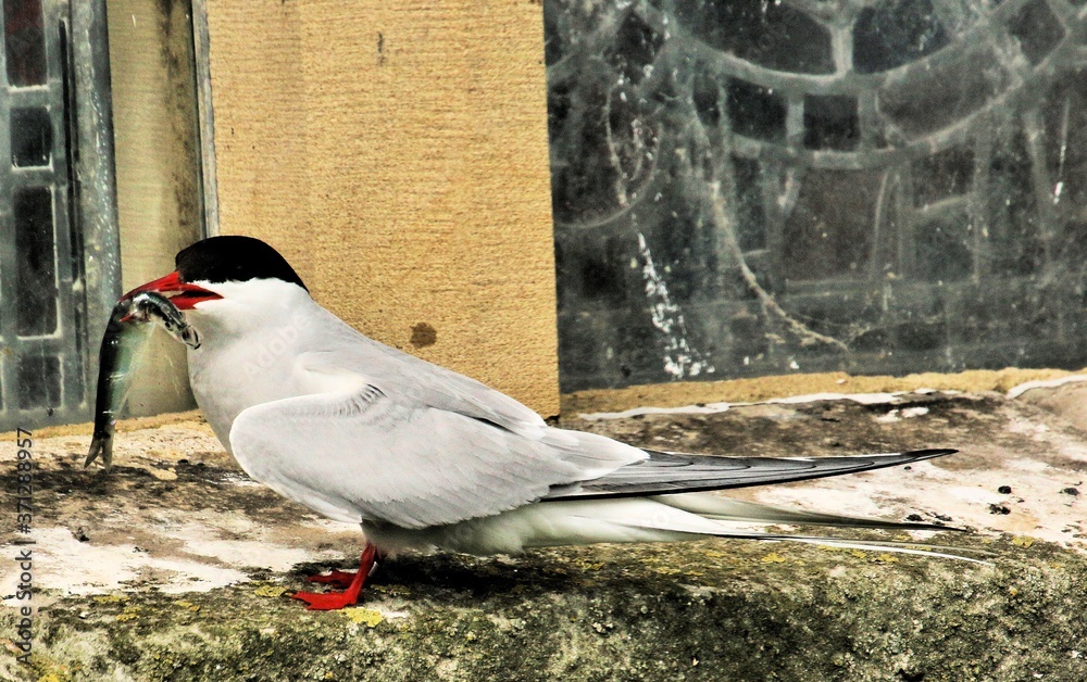 Fototapeta premium A view of an Arctic Tern