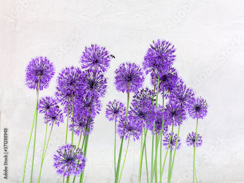 Creative blue flowers round shape on light background concrete wall