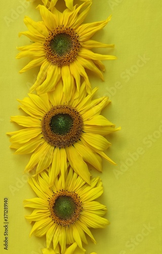 Yellow sunflower on a yellow background close-up. Flower background.