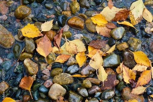 Autumn composition. Yellow, colorful leaves on the background of river stones. 