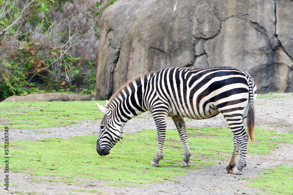 zebra grazing eating new growth of short green grass. Profile view with large rock in the background. zebra grazing eating new growth of short green grass. Profile view with large rock in the background.