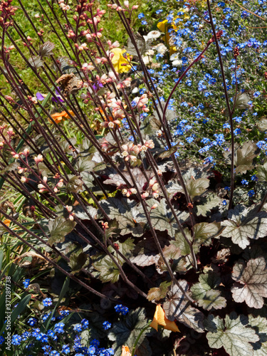 (Heuchera Micrantha diversifolia 'Palace purple'). Touffes d'heuchères pourpre aux panicules de fleurs campanulées crème verdâtre avec anthères rouge avec un large feuillage décoratif dense et pourpre photo