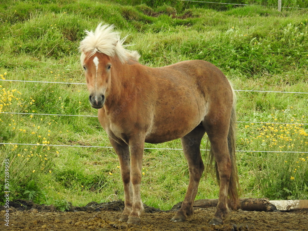 Icelandic horses outside the city of Reykjavik, Iceland Icelandic horses outside the city of Reykjavik, Iceland