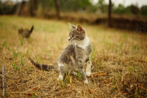 Lovely tricolor kitty hunting in summer garden.