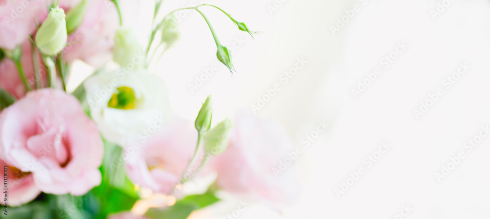 beautiful Eustoma white and pink flowers bouquet, Close up Lisianthus, tulip gentian, eustomas. isolate banner