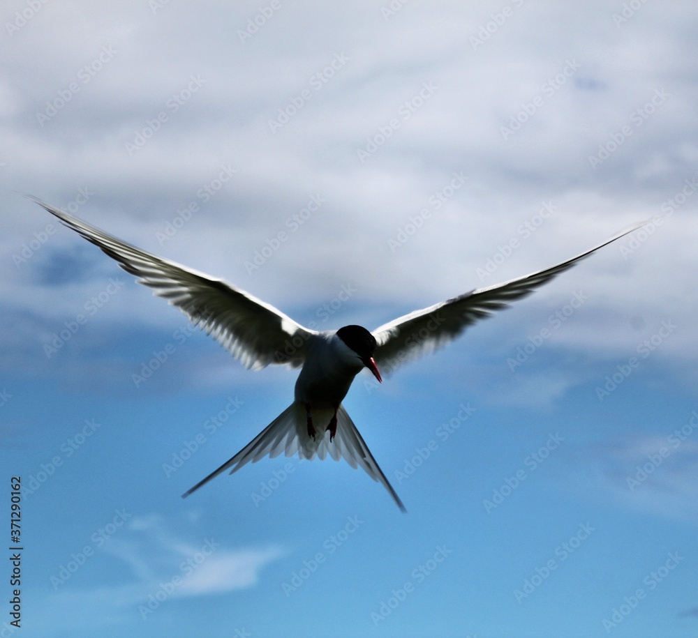 Fototapeta premium A view of an Arctic Tern on Farn Islands