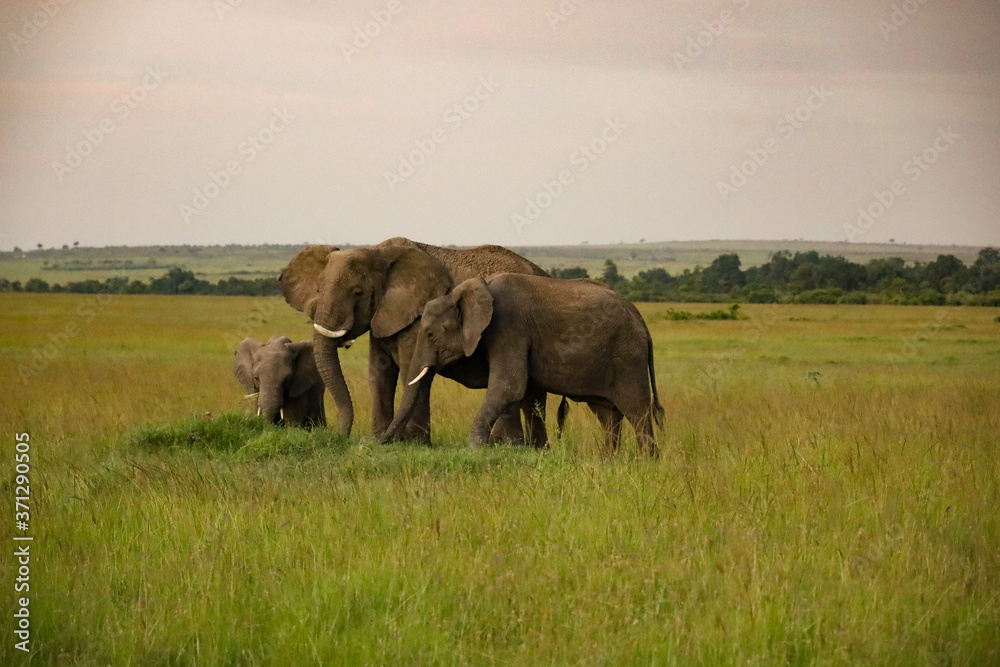 Elephants with Calf in Kenya, Africa