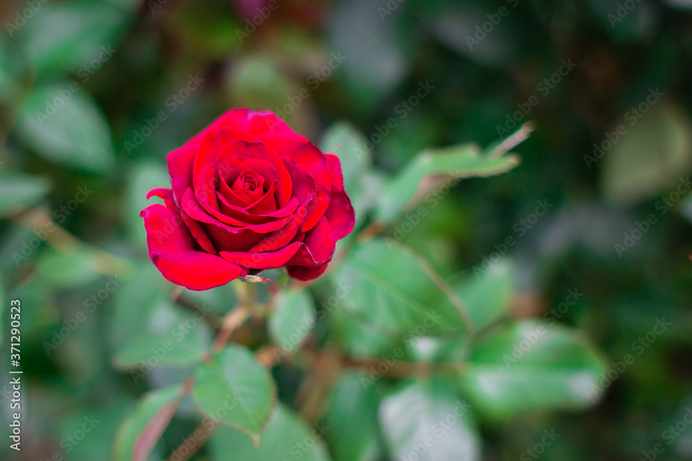 beautiful flower red rose in the garden green leaves