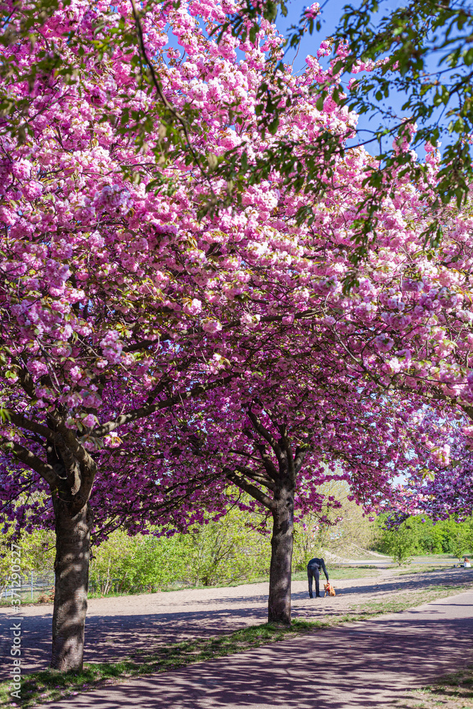 Ciliegi, natura e colori in primavera. Strada sporca in mezzo al bosco e fiori di ciliegio in una piccola foresta vicino Berlino.