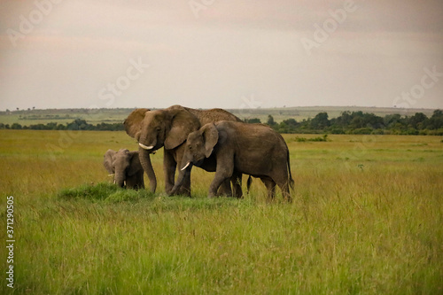 Elephants with Calf in Kenya  Africa