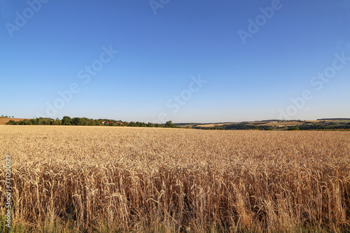 Golden ears of wheat growing in the field