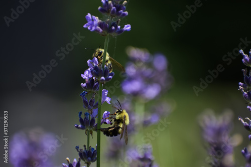 closeup of bees on lavender 