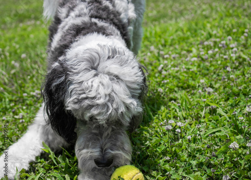 black and white dog playing with ball