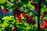 red berries of a red currant