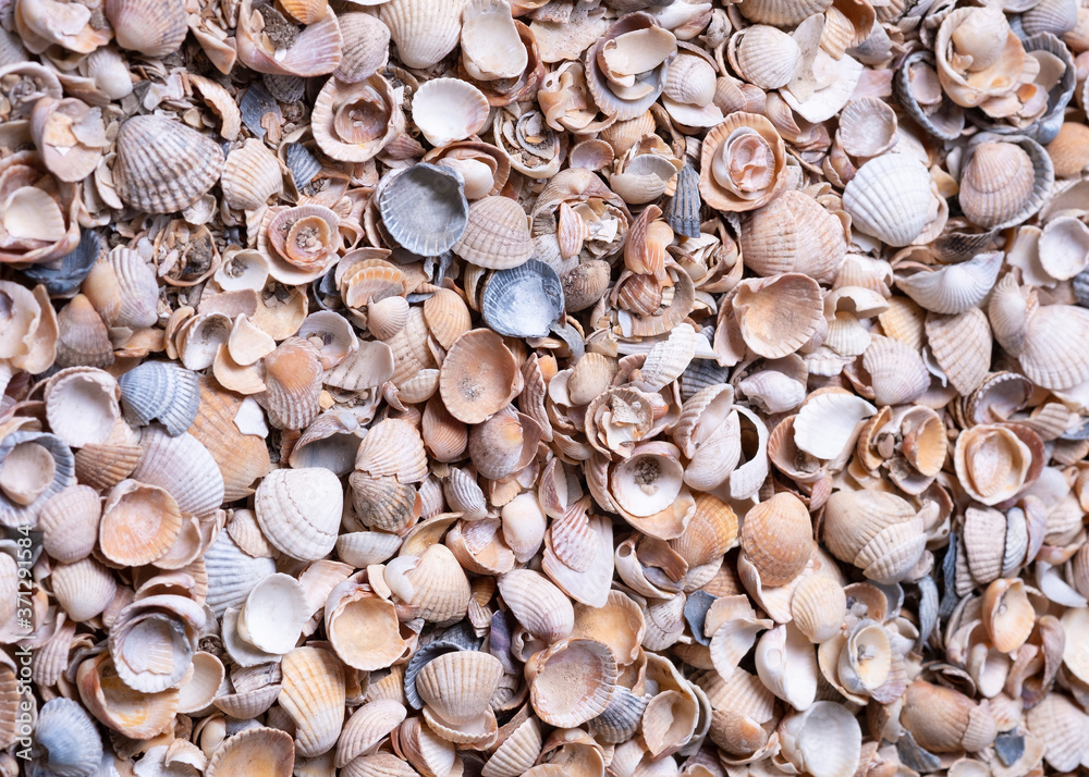 Background of broken seashell, beach cover.