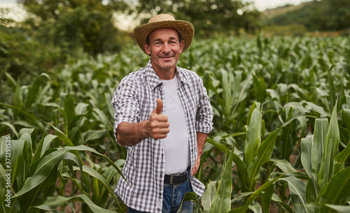 Canvastavla Happy farmer with thumb up gesture standing in corn field