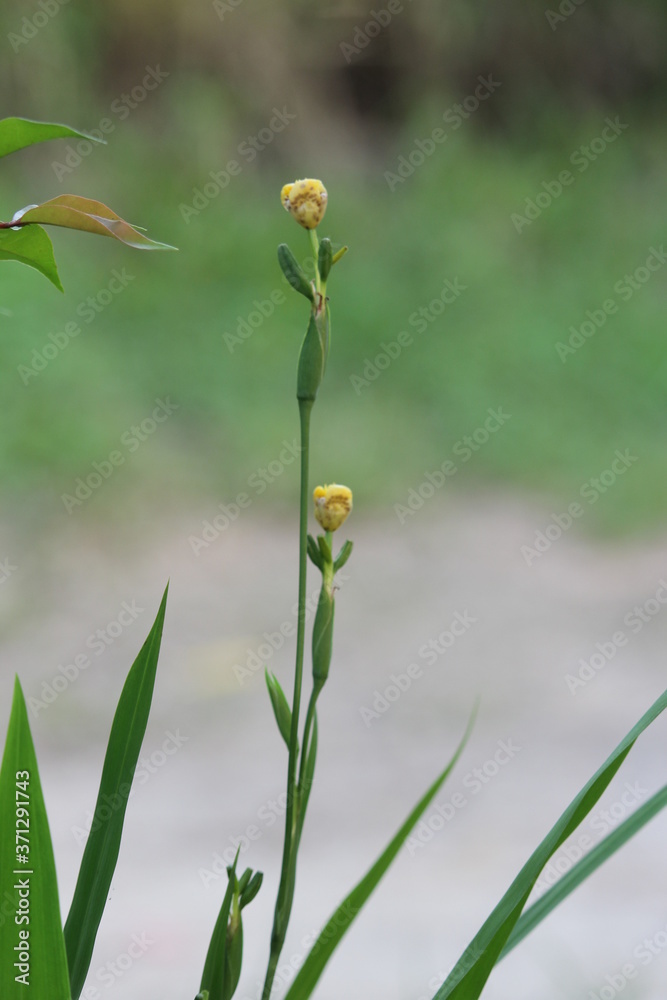 natural life, yellow flower, blur natural life, yellow flower, blur