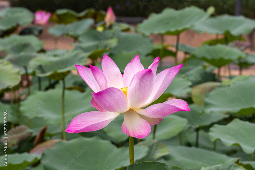 Beautiful pink Waterlily or Lotus Flower.Also including name Indian Lotus,Sacred Lotus,Bean of India or simply Lotus. Beautiful pink Waterlily or Lotus Flower.Also including name Indian Lotus,Sacred Lotus,Bean of India or simply Lotus.