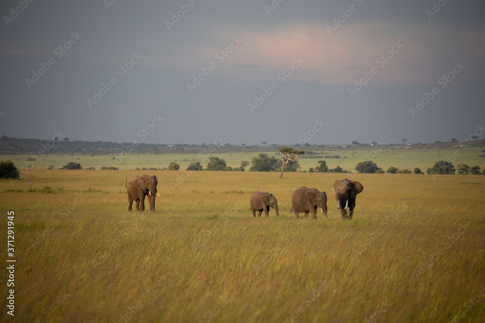 Group of Elephants on Savannah in Kenya, Africa