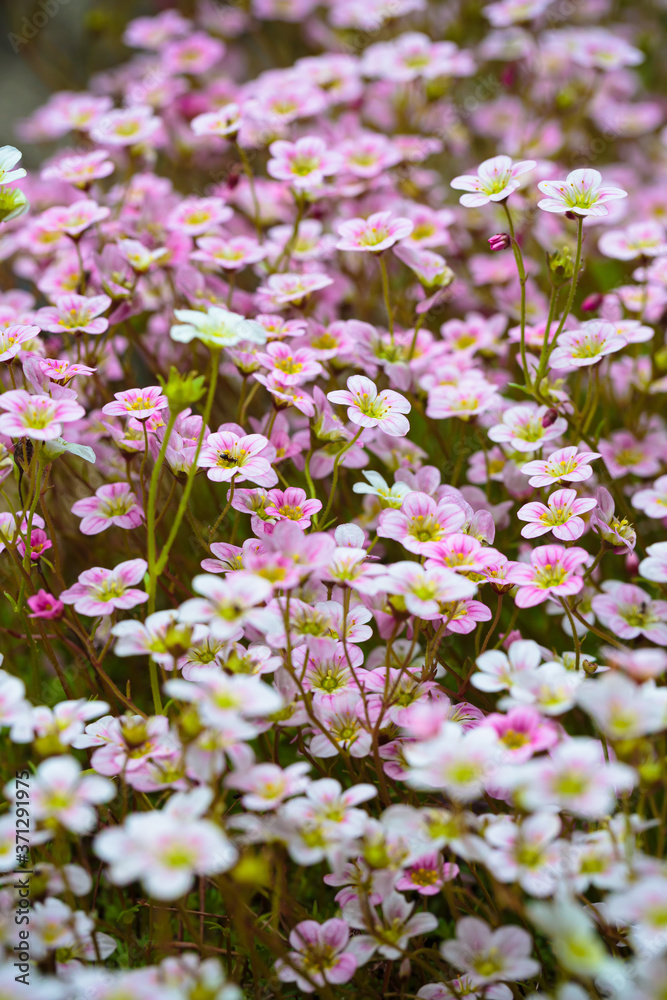 Floral background of white pink flowers of saxifrage in spring garden