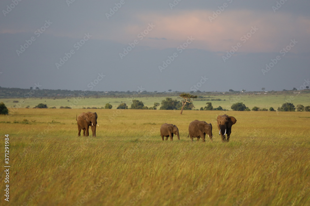 Group of Elephants on Savannah in Kenya, Africa Group of Elephants on Savannah in Kenya, Africa