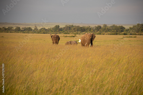 Group of Elephants on Savannah in Kenya, Africa