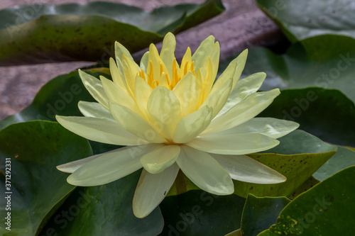 Beautiful yellow Waterlily or Lotus Flower.Also including name Indian Lotus,Sacred Lotus,Bean of India or simply Lotus.
