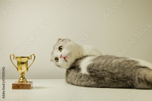 Scottish fold cat with his award. Champion Cat lying on the Table with His Trophy. cat's show
