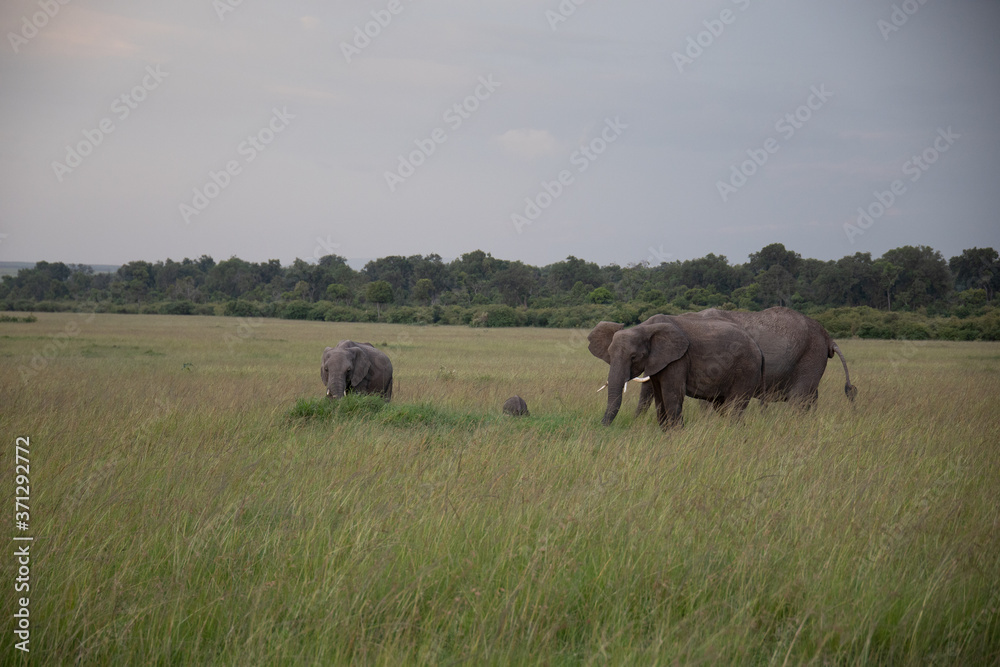 Group of Elephants on Savannah in Kenya, Africa