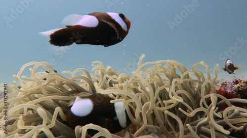 Saddle back anemone fish defending their territory photo