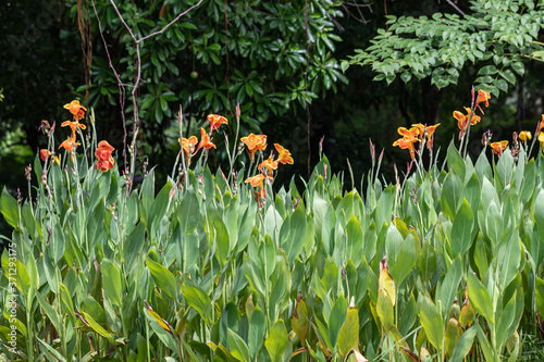 Beautiful Canna  indica  flower or Edible canna flower in a garden. (family: cannaceae, class: liliopsida) photo