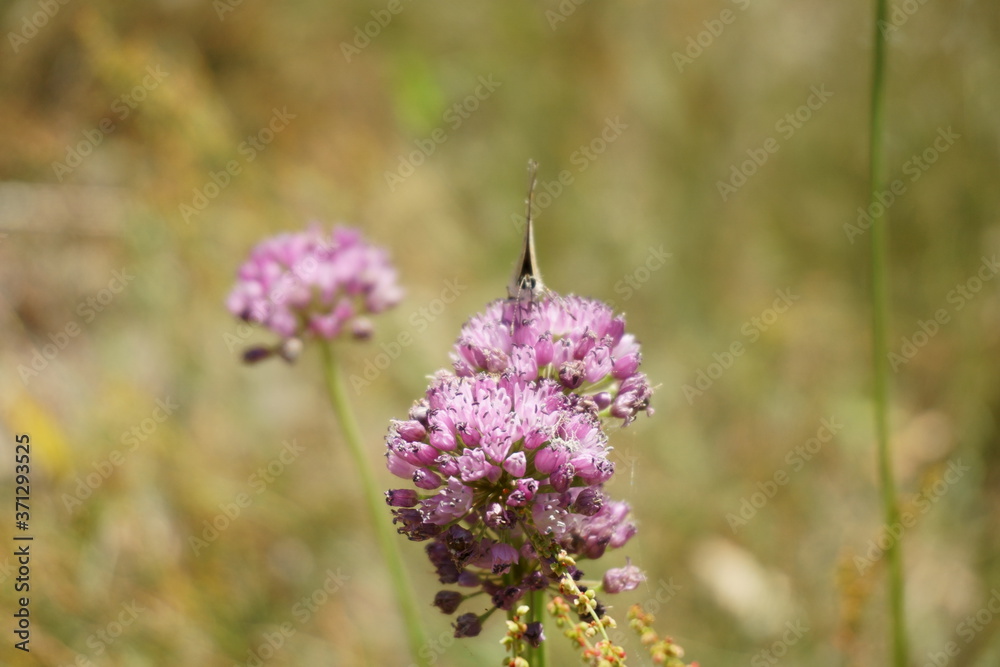 Chives with hidden butterfly Chives with hidden butterfly