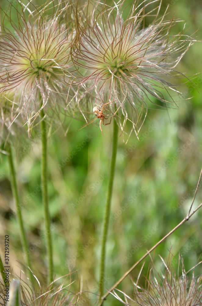 Small spider on a flower on a blurred green background