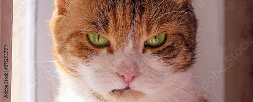Obraz na plátně closeup funny three-piece cat on the windowsill with scary look