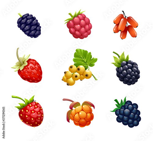 set of berries, fruit, ripe fruit, mulberry, BlackBerry, raspberry, unabi, strawberry, currant, cloudberry, fresh fruit, on white background,