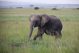 Young Elephant in Kenya, Africa