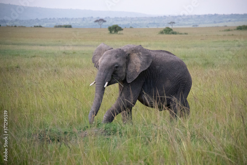 Young Elephant in Kenya  Africa