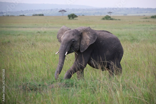 Young Elephant in Kenya  Africa