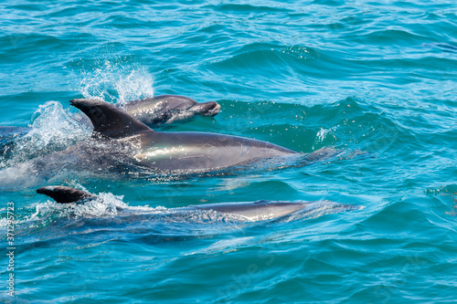 Pod of Dolphins in Bay of Islands  New Zealand