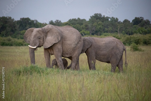 Elephants with Young Calf in Kenya  Africa