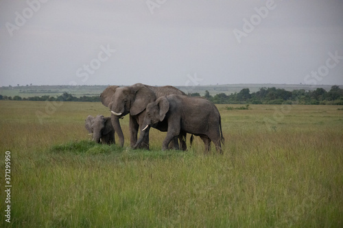 Group of Elephants in Kenya  Africa