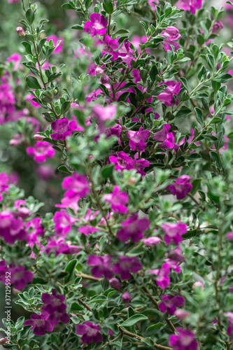 Beautiful Ash plant or Purple sage flower background.	